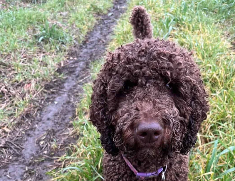 Dotties Dog Walking Services photo 2