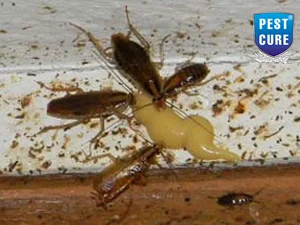 Pest Cure Incorporation - Best Pest Control Services Company in Delhi NCR photo 1