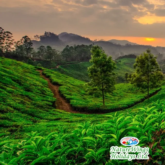 Kerala Package Tour for a Relaxing Beach Holiday photo 1